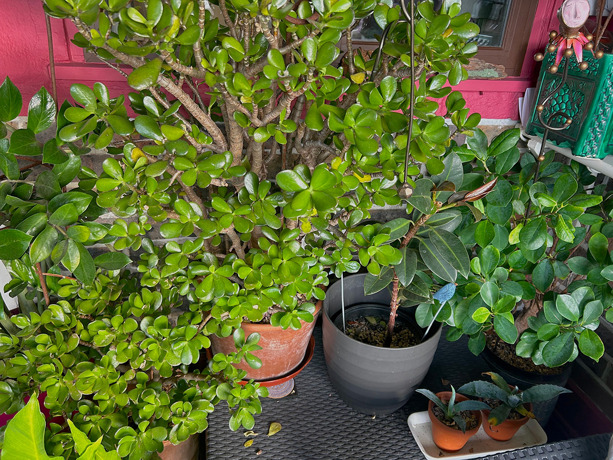 Succulents in front porch at Driftwood garden