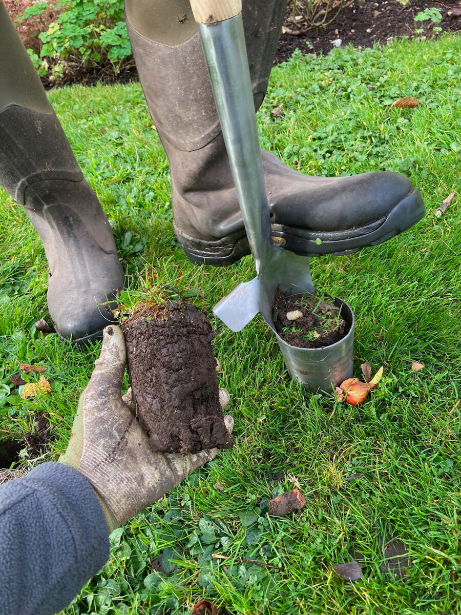 Digging cores of soil for naturalising bulbs in lawn