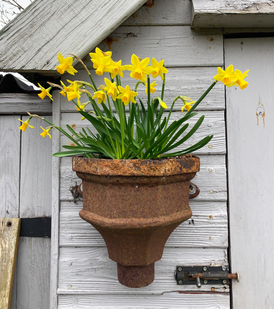 Daffodils growing in recycled drainpipe top