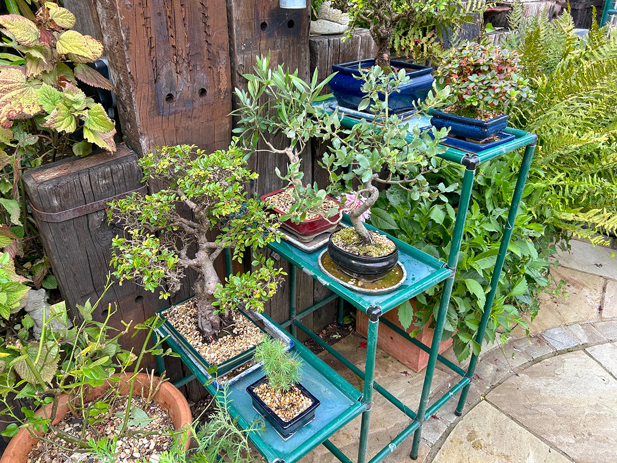 The bonsai collection at Driftwood
