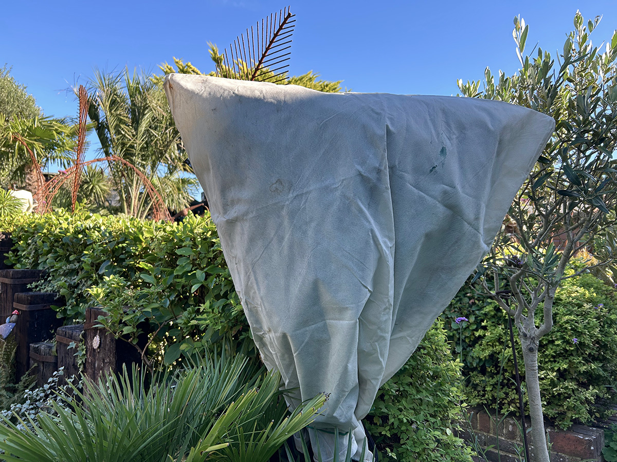 Fleeced oleander at Driftwood garden