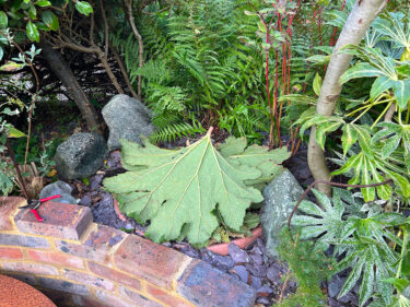 Gunnera plant protected by gunnery leaves behind the corten steel pond at Driftwood