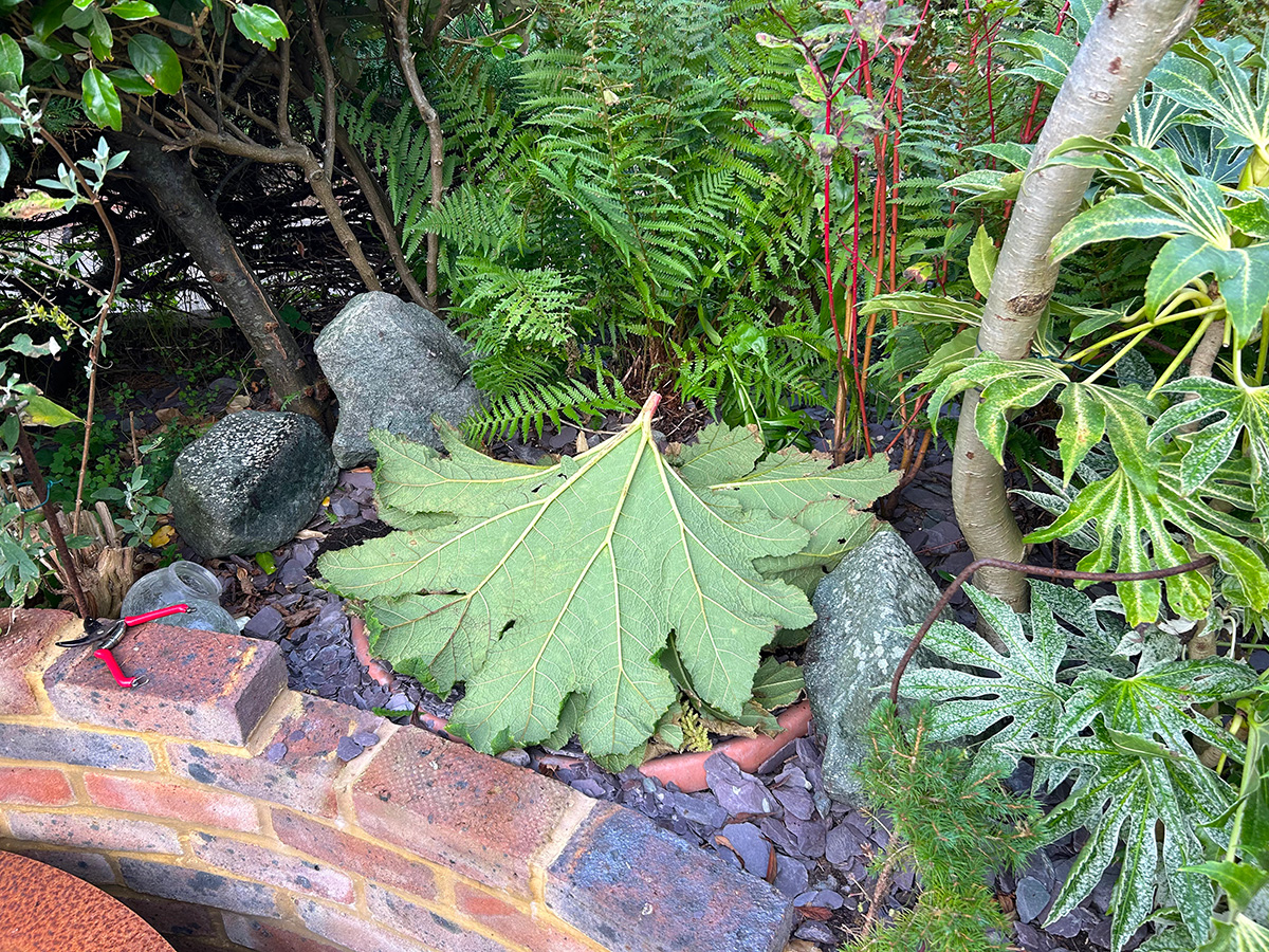 Gunnera plant protected by gunnery leaves behind the corten steel pond at Driftwood