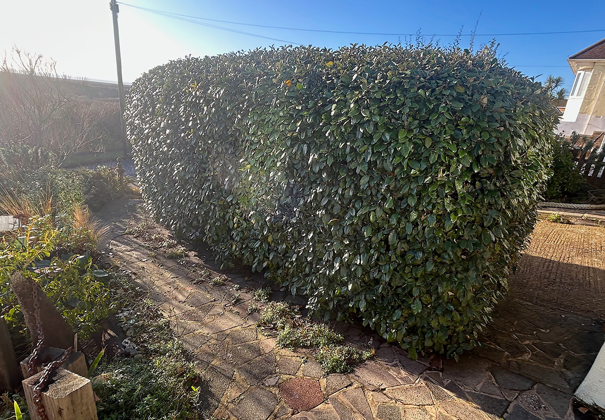 Large hedge at Driftwood garden