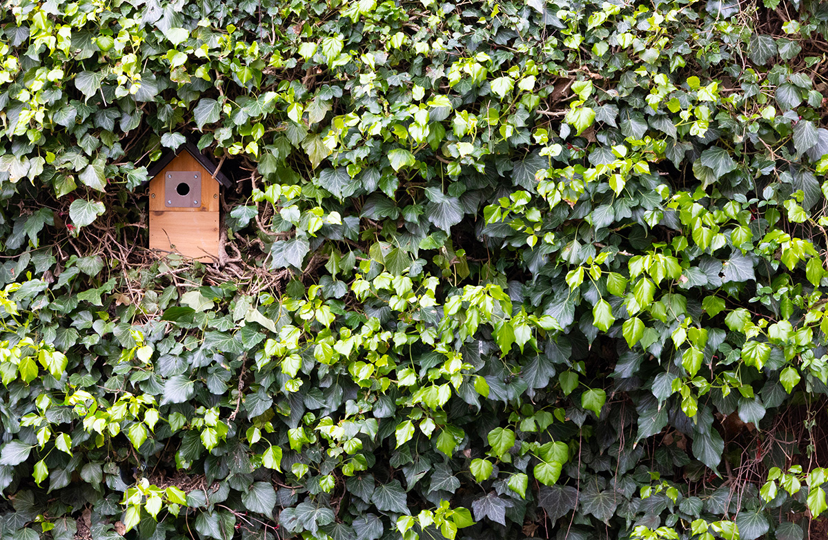 a bird house nestled in ivy
