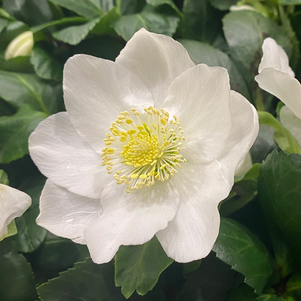 Helleborus Christmas Carol