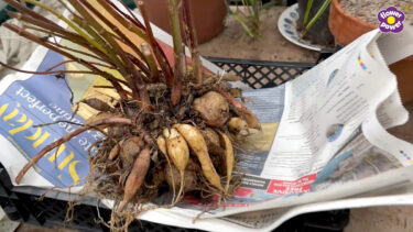 Dahlia tubers prepped for winter storage