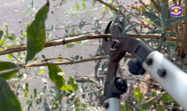 Close up of Debi pruning buddleja branch with loppers