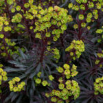 Euphorbia Miner's Merlot