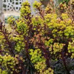 Euphorbia Miner's Merlot