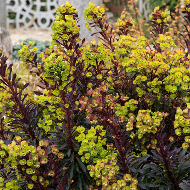 Euphorbia Miner's Merlot