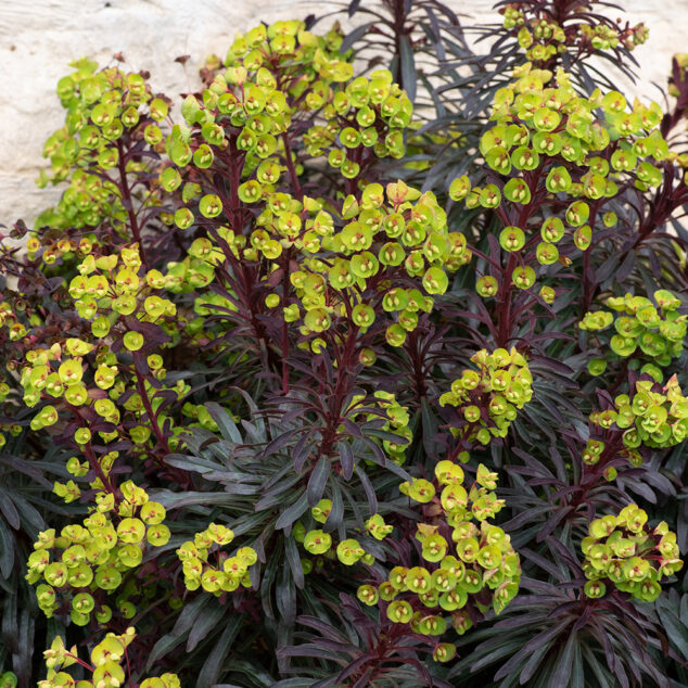 Euphorbia Miner's Merlot