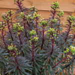 Euphorbia Miner's Merlot