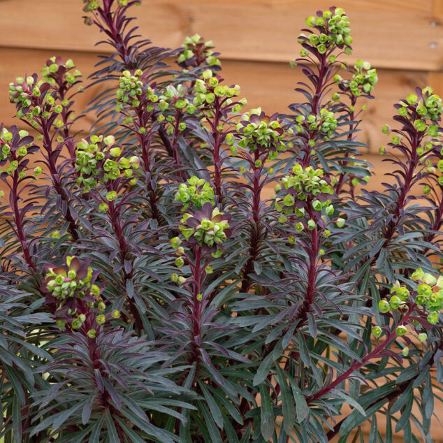 Euphorbia Miner's Merlot