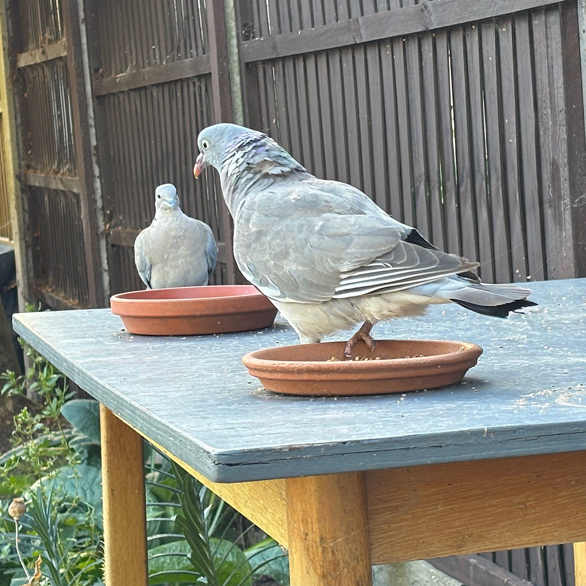 The resident wood pigeon and collared dove