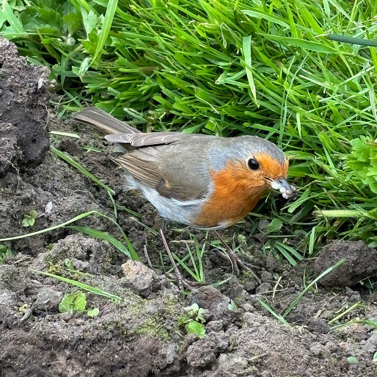 Robin foraging for grubs
