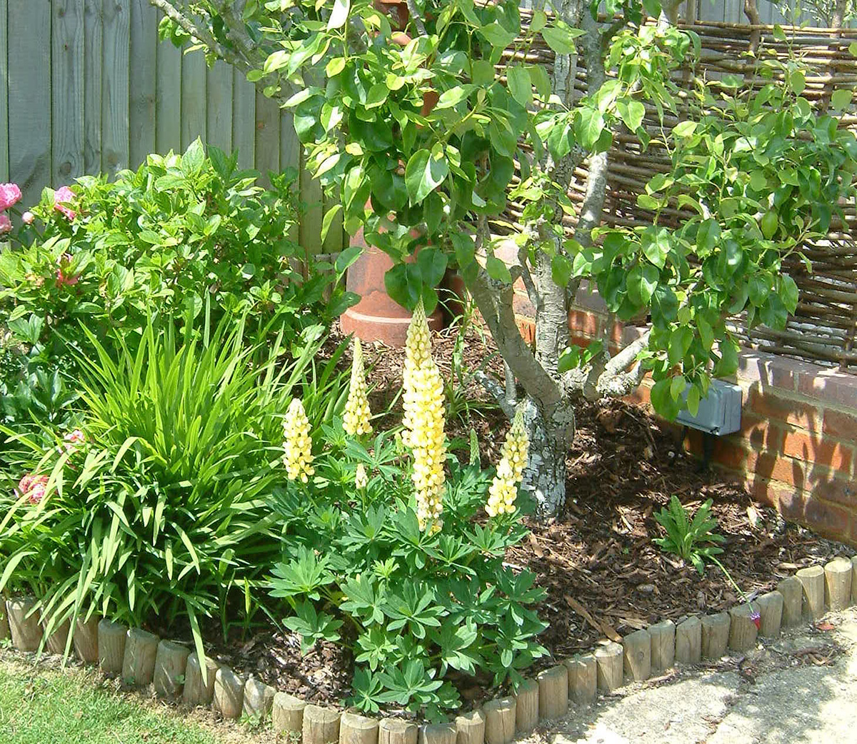 Lupins at Driftwood Garden
