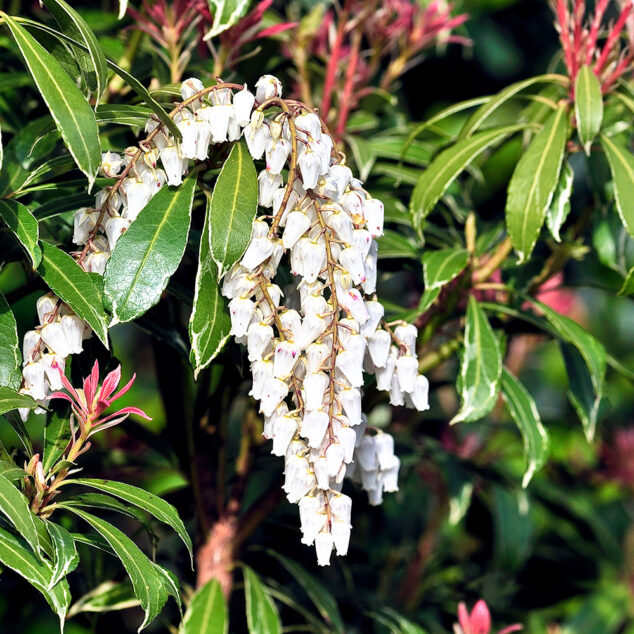 Pieris japonica 'Mountain Fire'
