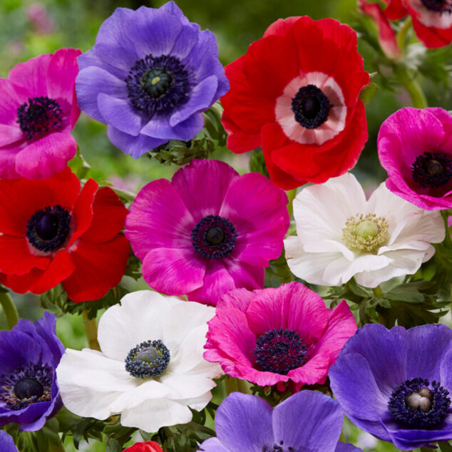 Anenome de Caen Mixed