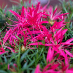 Azalea Starstyle Pink