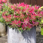 Azalea Starstyle Pink