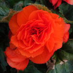 Begonia Double Orange
