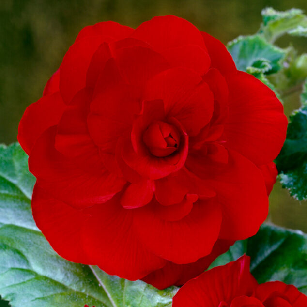 Begonia Double Red_visi37072_1000px Begonia Double Red