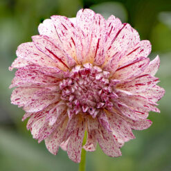 Dahlia Avignon