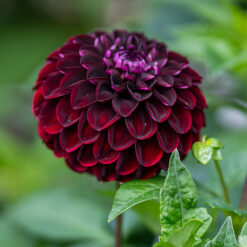 Dahlia Dark Spirit