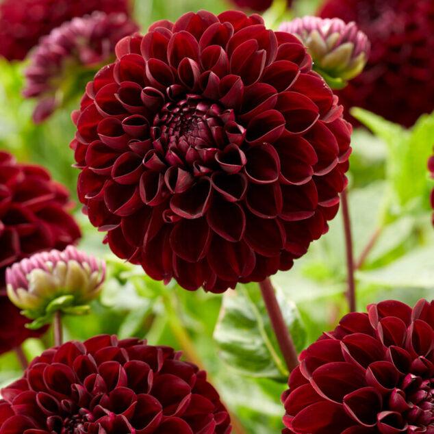 Dahlia Dark Spirit_visi193131_1000px Dahlia Dark Spirit