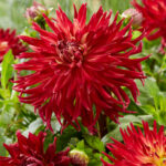 Dahlia Manhattan Island