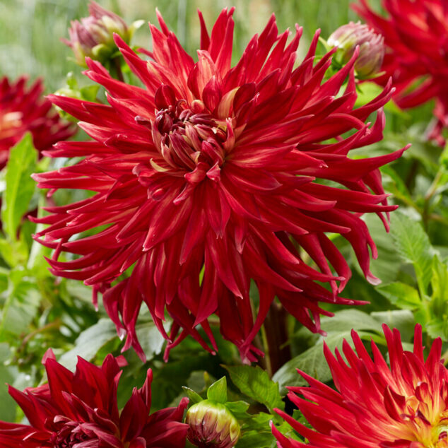 Dahlia Manhattan Island_visi193134_1000px Dahlia Manhattan Island