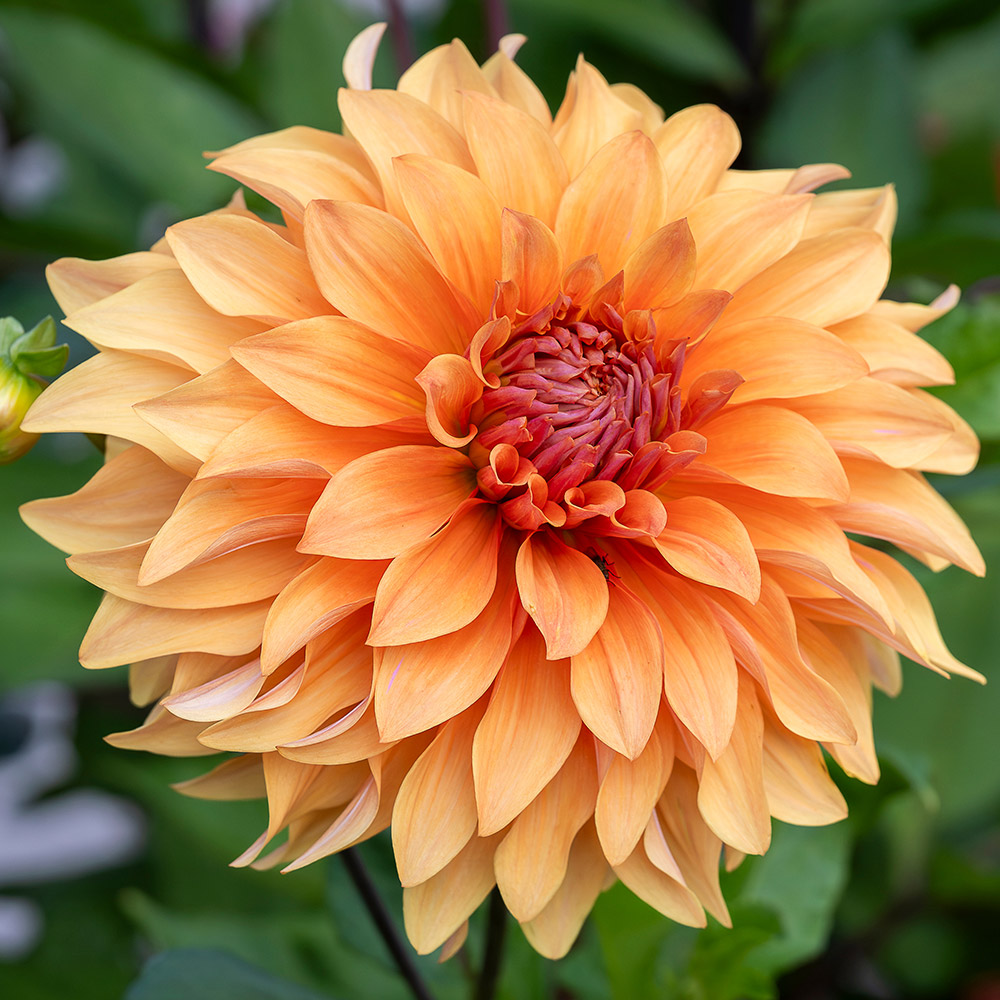 Dahlia Noordwijks Glorie