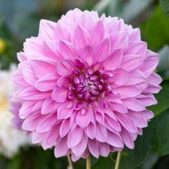 Dahlia Lavender Perfection