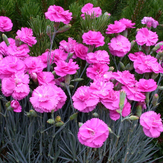 Dianthus Scent First Tickled Pink