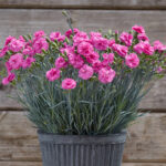 Dianthus Scent First Tickled Pink