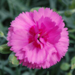 Dianthus Scent First Tickled Pink