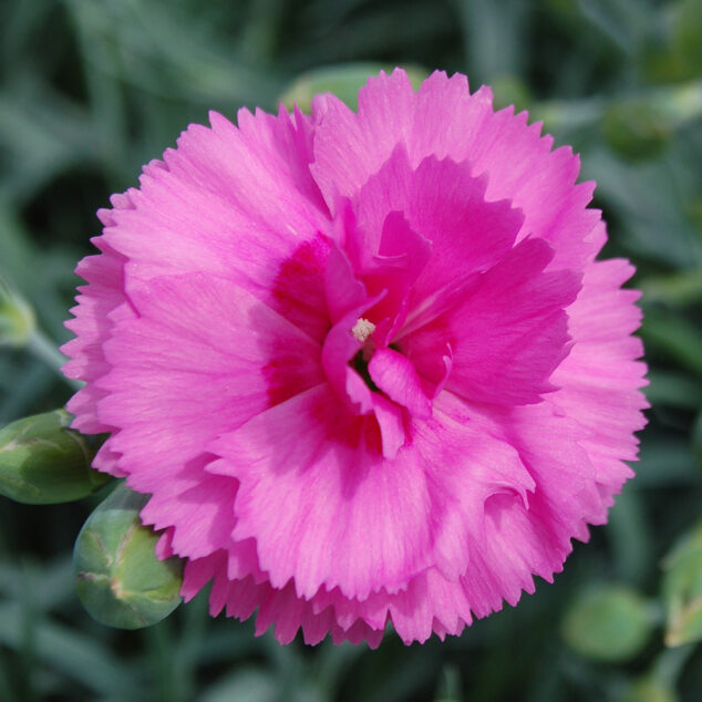 Dianthus Scent First Tickled Pink