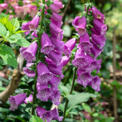 Digitalis Dalmatian Purple