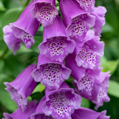 Digitalis Dalmatian Purple