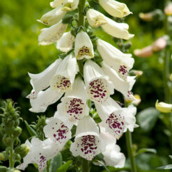 Digitalis Dalmatian White