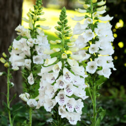 Digitalis Dalmatian White