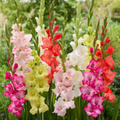 Gladioli Large Flowers Mixed