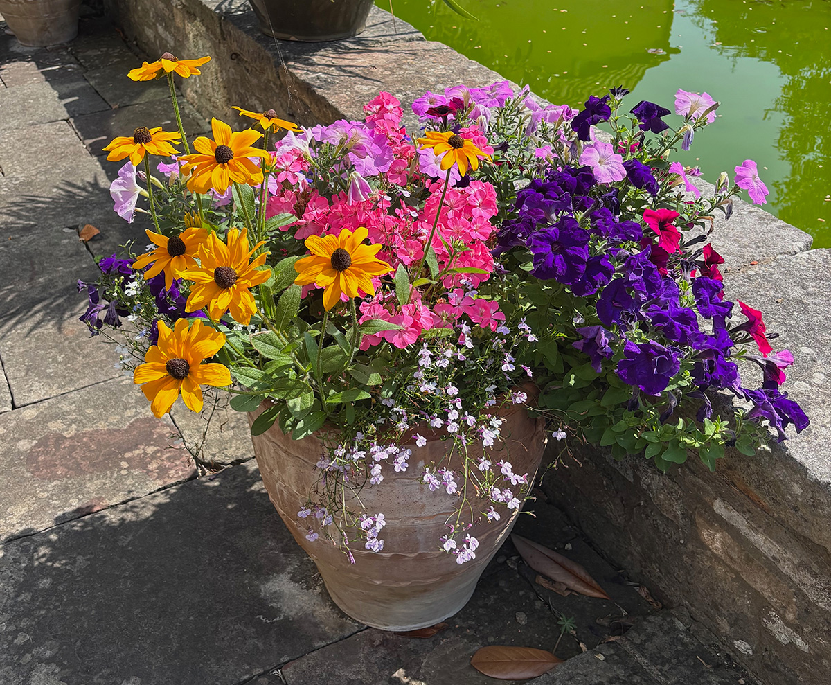 a stone pot filled with colourful flowering plants