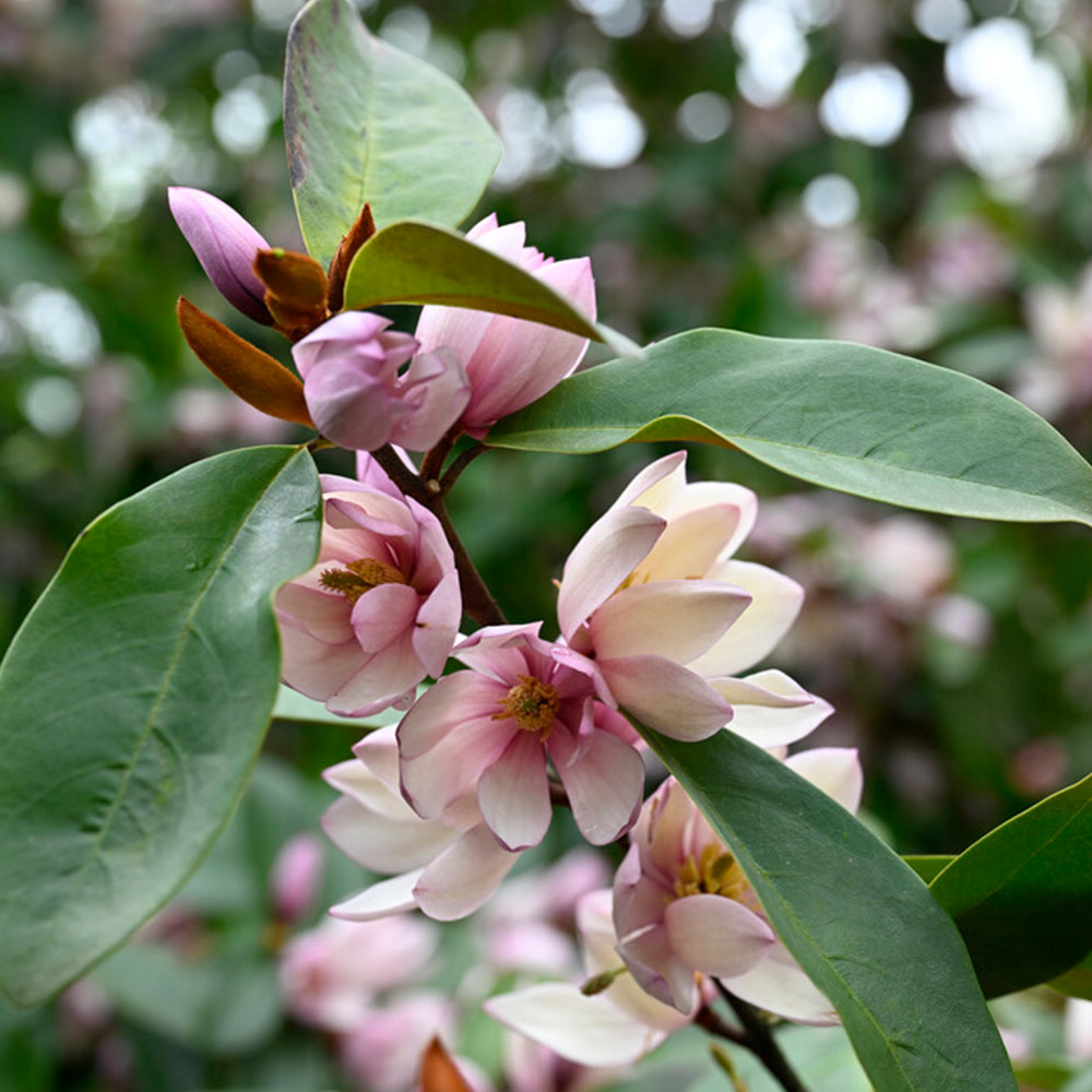 Magnolia Fairy Blush