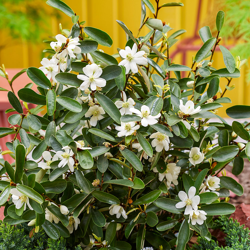 Magnolia Miniatura