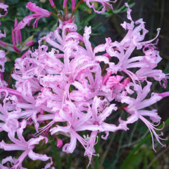Nerine bowdenii