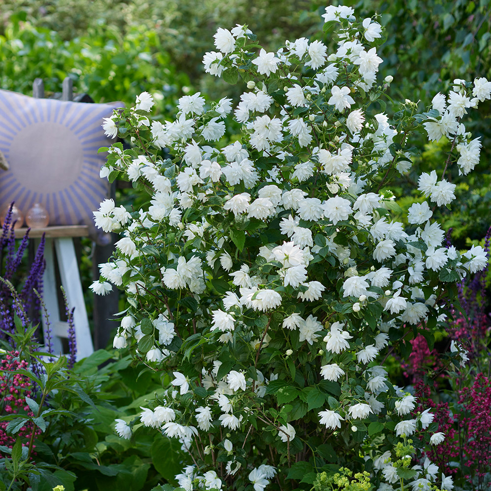 Philadelphus Pearls of Perfume