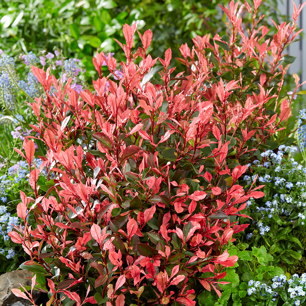 Photinia Little Fenna