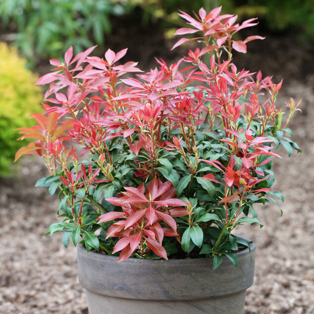 Pieris japonica Mountain Fire